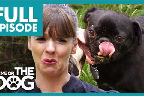 Victoria Shocked by These Poop Eating Pugs | Full Episode USA