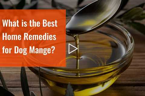 What is the Best Home Remedies for Dog Mange?