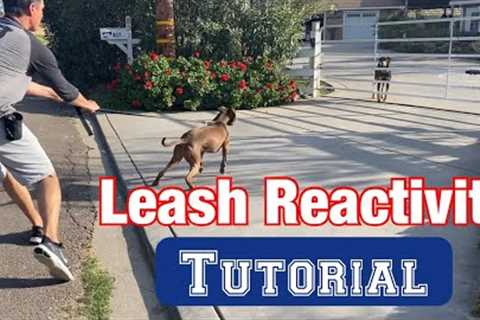 Watch a leash reactivity session//no treats or shocks!