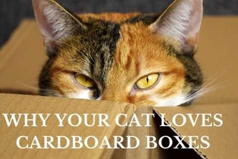 Why Your Cat Loves Cardboard Boxes