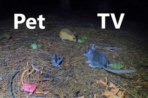 Saturday Morning Cartoons for Pets - 10 Hours of Mice at Night  - Sept 10, 2022