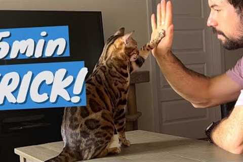 Train Your CAT to do Fun TRICKS - It''s Ridiculously EASY