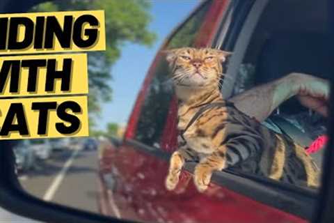 How to TRAIN a CAT to ENJOY CAR RIDES