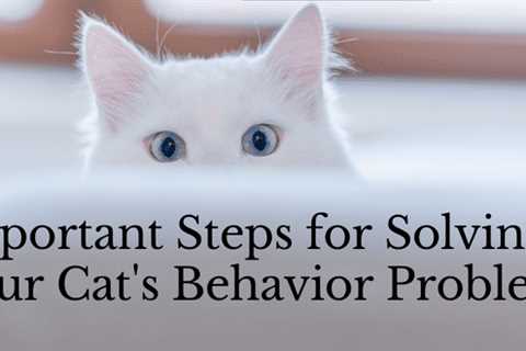 Important Steps for Solving Your Cat’s Behavior Problem