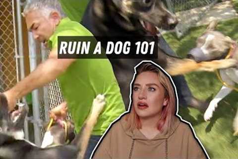 The Disturbing Truth Of Cesar Millan''s Dog Training | By A Vet Student
