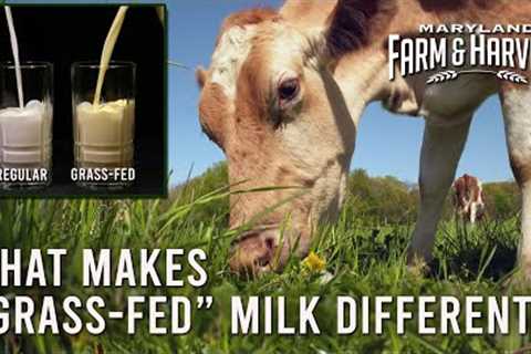 What Makes Grass-Fed Milk Different?  | MD F&H
