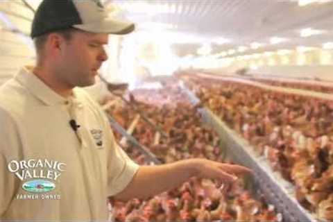 Organic Chicken Coop Tour of Wangsness Family Farm