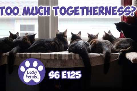Gates Day 8 and 9, Too Much Togetherness? | S6 E125 | Introducing Cats, Training Feral Cats