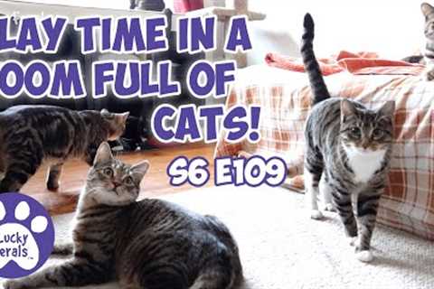 Play Time In A Room Full Of Cats | S6 E109 | Training A Feral Cat Family
