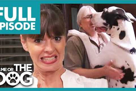 150lbs Great Dane Is Out Of Control! | Full Episode USA