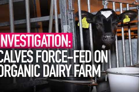 Organic Dairy Farm Investigation | Animal Equality UK