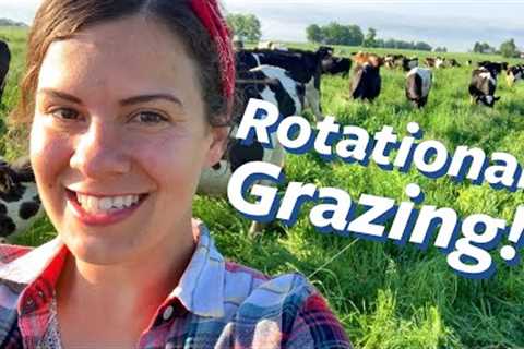 How to graze Cows with Chickens | Julia Gasser