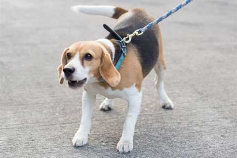 6 Tips to Manage Leash Reactivity in Your Dog