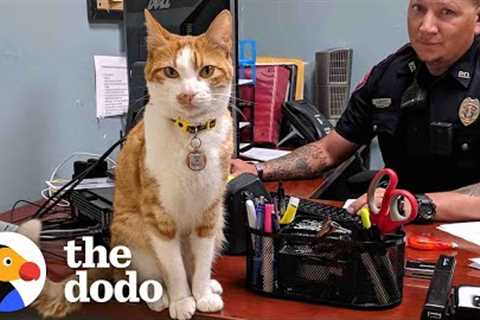 Police Cat Keeps A Close Eye On All The Officers | The Dodo
