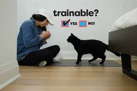 Is your cat trainable? Five tests to find out.