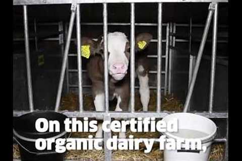 Inside a Soil Association Organic Dairy Farm