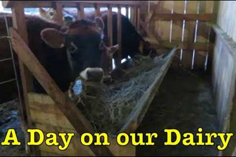 A Day on our Dairy Farm From Start to Finish: Barn Chores, Milking Cows, and Bottling Milk