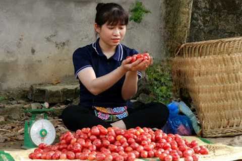 Harvesting Oleaster Fruits that make you salivate goes to the Market sell - Animal care | Ly Thi Ly