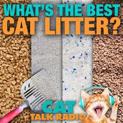 What's the best cat litter?