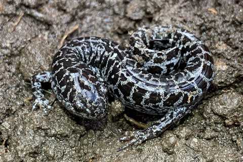 Recovering the Frosted Flatwoods Salamander