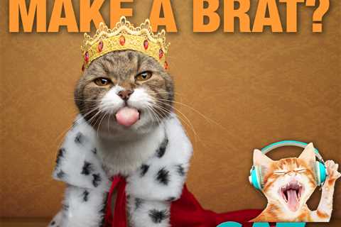 Does spoiling your cat make him a brat?