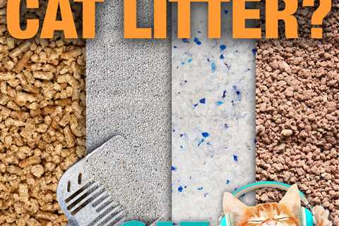 What's the best cat litter?