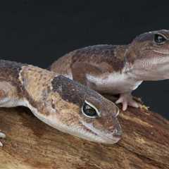 African Fat-Tailed Gecko Care And Natural History