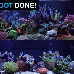 A Blueprint For Rebooting a Reef Tank