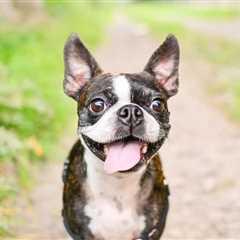 So You Want a Boston Terrier?