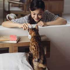 Cat Tricks - Bond With Your Pet and Keep Them Entertaining