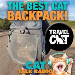 Traveling Cats!