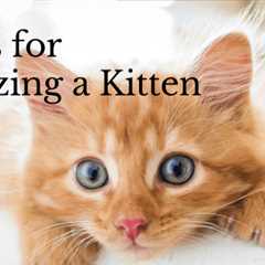 10 Tips for Socializing a Kitten