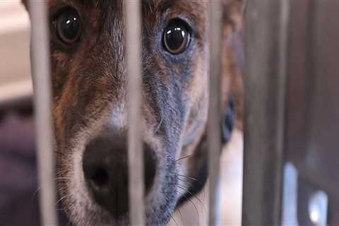 Animal Shelters in Louisiana: A Comprehensive Guide