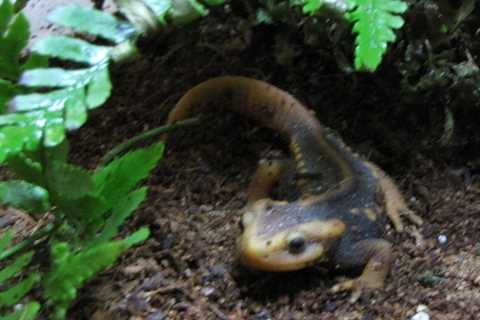 Herp Photo of the Day: Newt