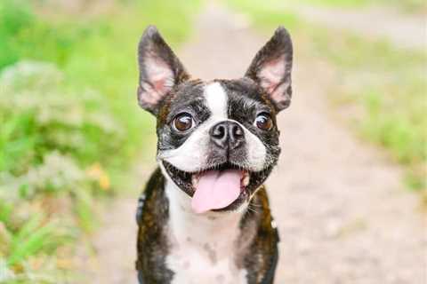 So You Want a Boston Terrier?