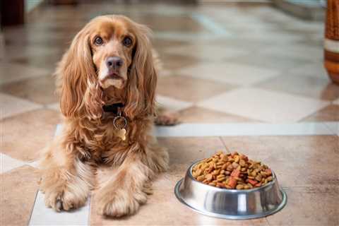 The 13 Best Dog Food Toppers for Cocker Spaniels