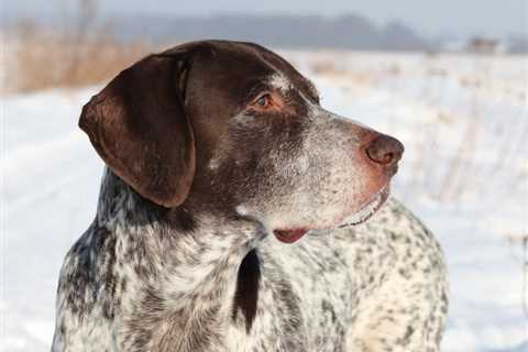 So You Want A German Shorthaired Pointer?