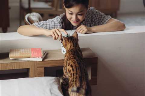 Cat Tricks - Bond With Your Pet and Keep Them Entertaining