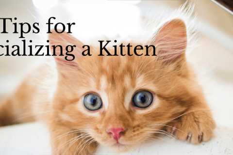 10 Tips for Socializing a Kitten