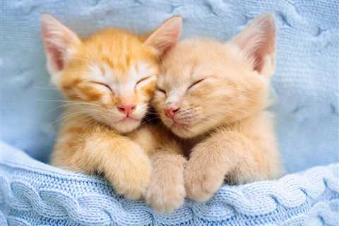 Sweet and Cuddly Cats