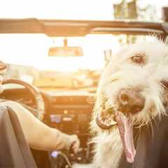 How to Remove Pet Odors and Stains from Your Car