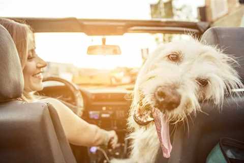 How to Remove Pet Odors and Stains from Your Car