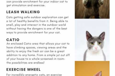 Enrichment For Cats