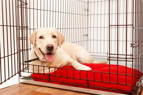 Crate Training a Dog