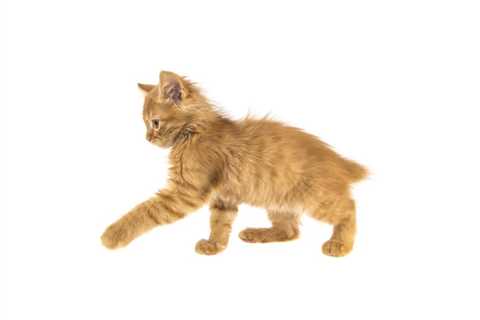 How Big Will a Bobtail Kitten Get?