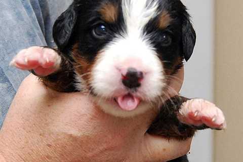 How to Train a Bernese Puppy