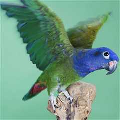 Blue Capped Pionus ~ Under Appreciated Parrots