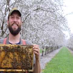 When is the Best Time to Start Beekeeping in Sacramento, CA?