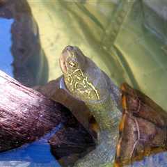Herp Photo of the Day: Turtle