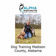 Dog Training Madison County, Alabama